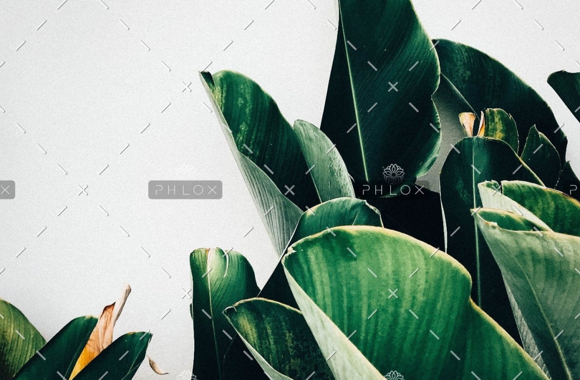 demo-attachment-385-kiki-siepel-787802-unsplash