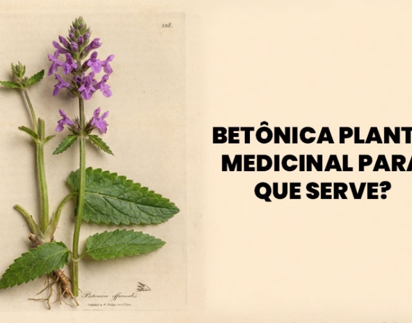 betonica-planta-medicinal-para-que-serve