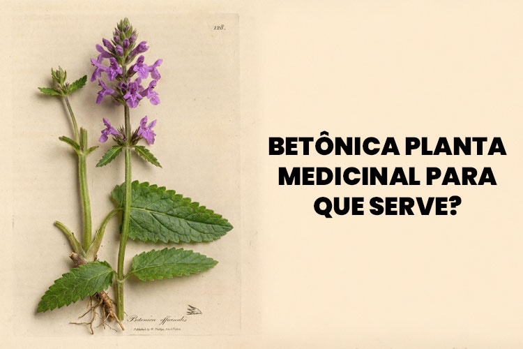 betonica planta medicinal para que serve