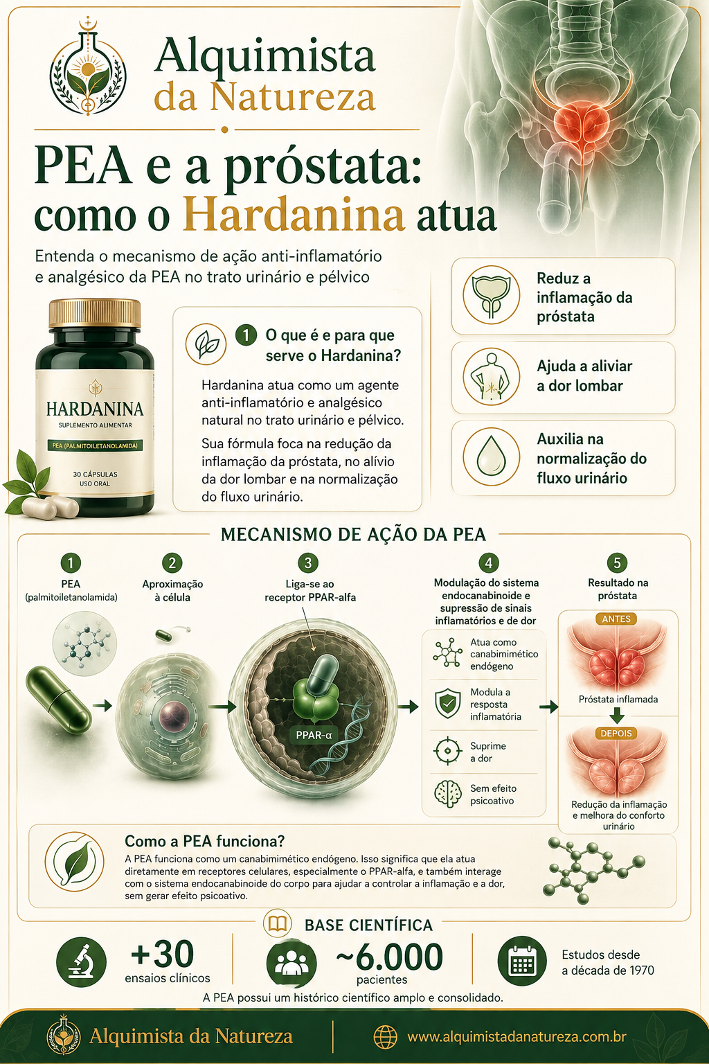 Infográfico mostrando o mecanismo de ação da PEA atuando diretamente nos receptores celulares para desinflamar a próstata.)